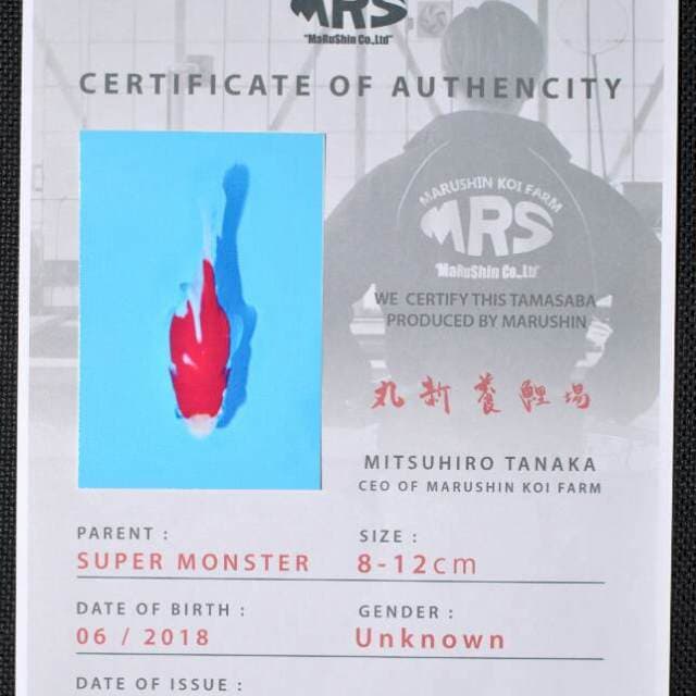 Tamasaba (Marushin) 11 cm. Import dan sertifikat