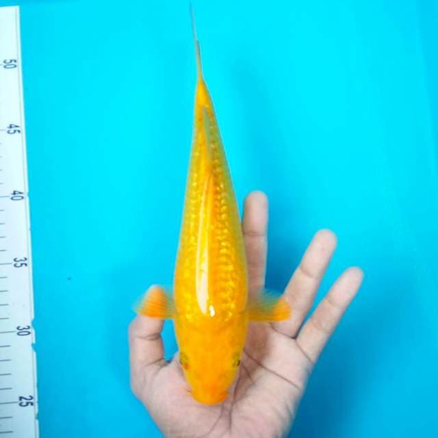 4. KARASI GINRIN #27CM