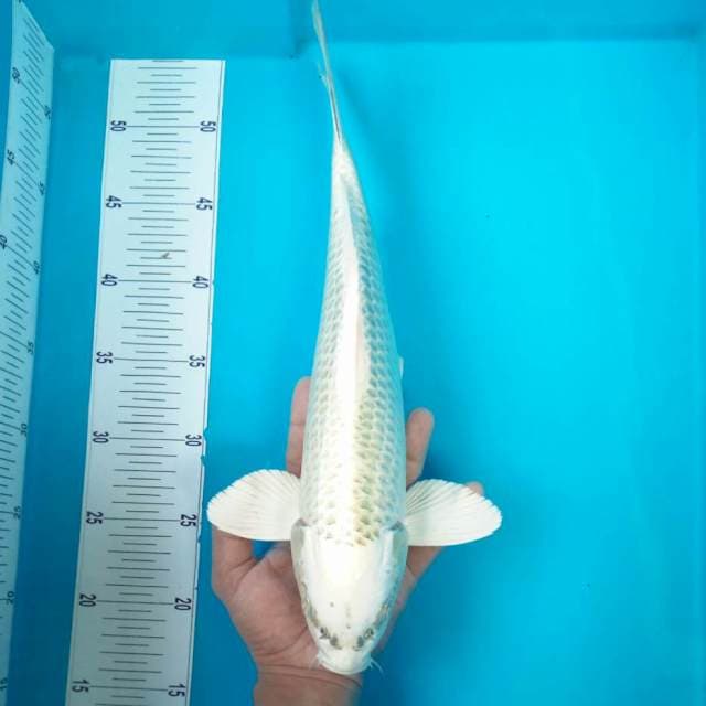 5. GIN MATSUBA #38CM