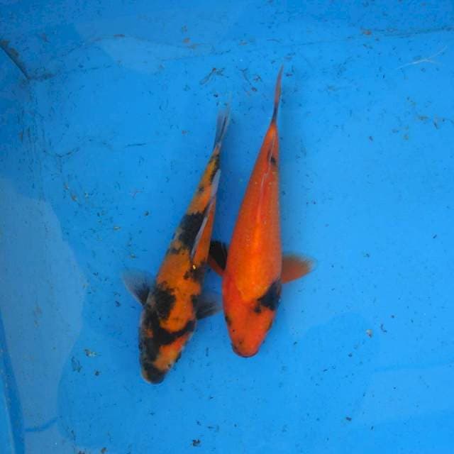 Duo Utsuri F1