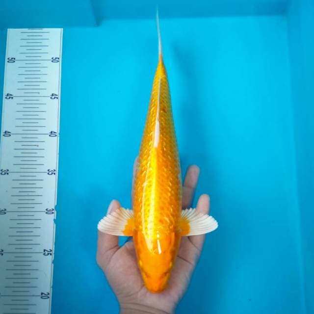 6. OGON GINRIN #32CM