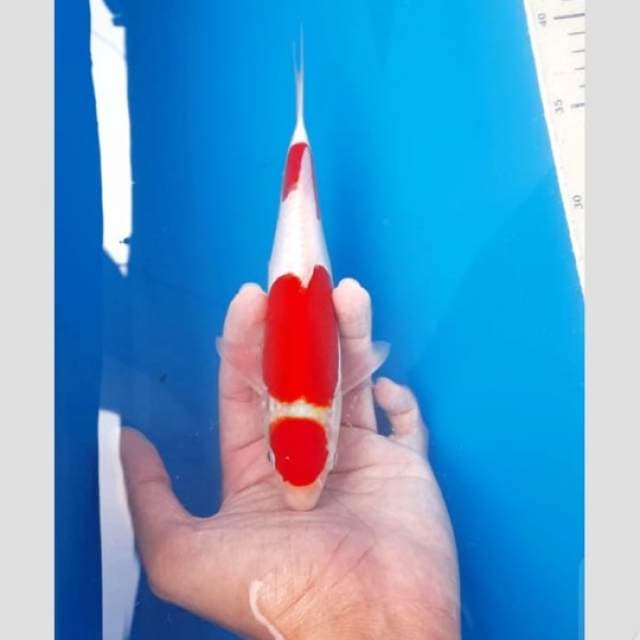 kohaku doitsu merah darah 25cm
