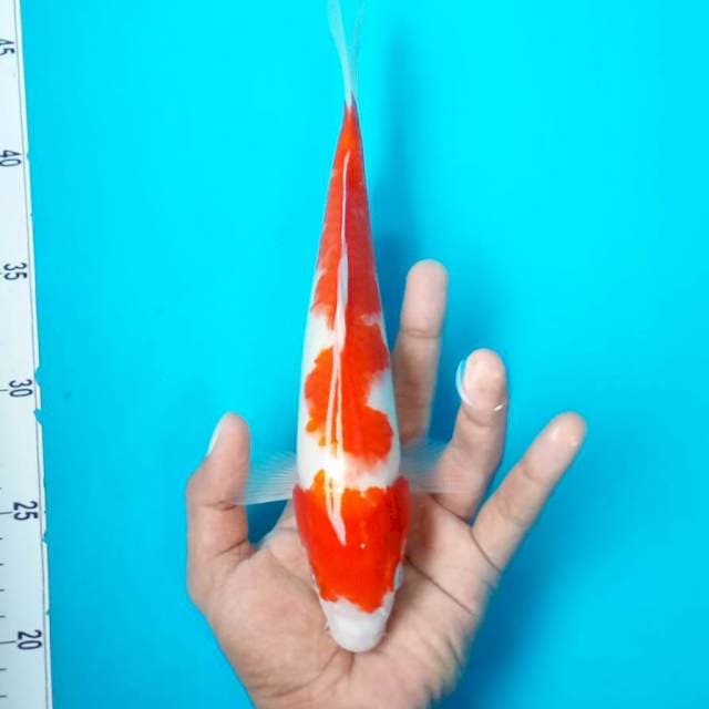 11. KOHAKU #26CM