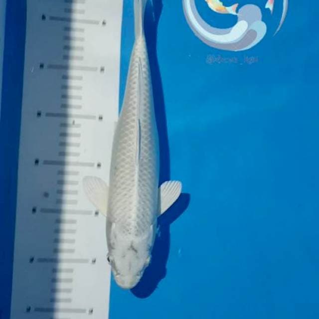 Platinum female 33 cm