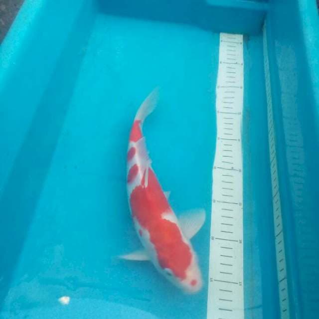 Kohaku Ultra Red