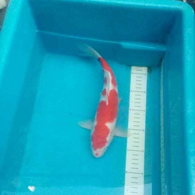 Kohaku Ultra Red