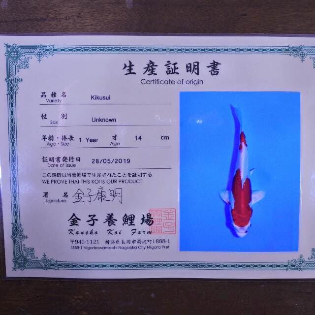 Kikusui (Kaneko) 14 cm. import dan sertifikat