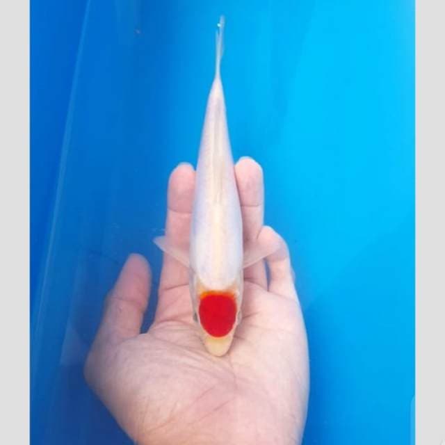 tancho super mulus doitsu murni 25cm