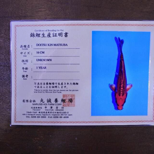 Doitsu kin Matsuba (Marusei) 16 cm. import dan sertifikat