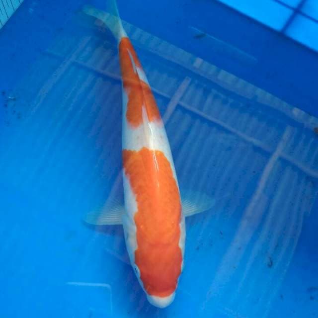 KOHAKU