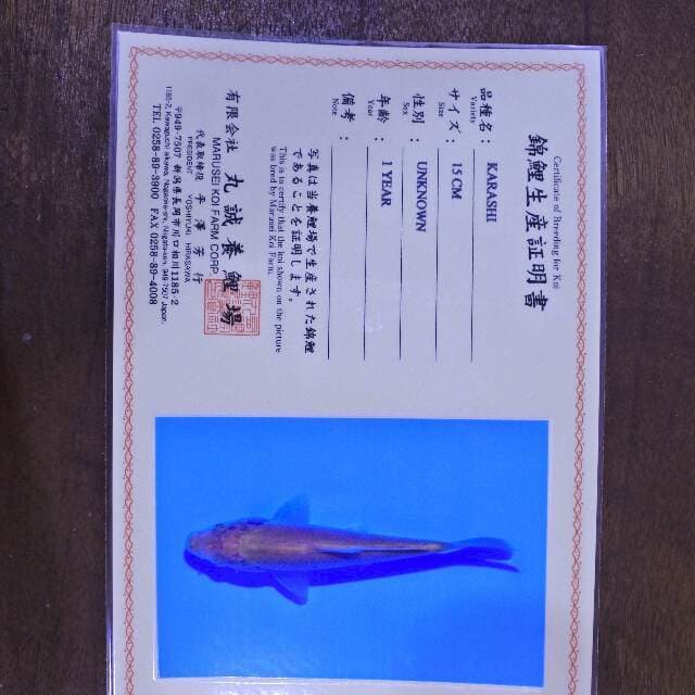 Karashi (Marusei) 15 cm. import dan sertifikat