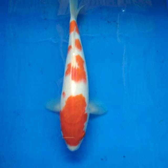 KOHAKU