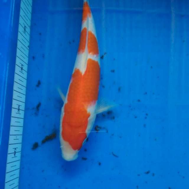 KOHAKU
