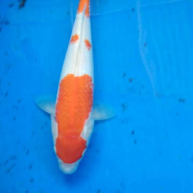 KOHAKU