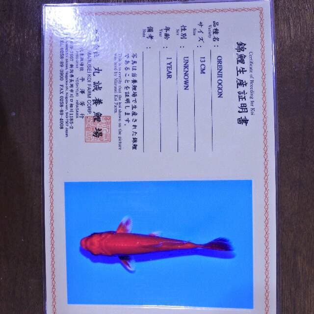 Orenji Ogon (Marusei) 13 cm. Import dan sertifikat