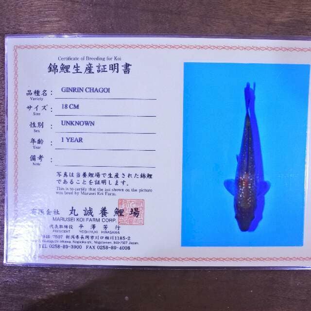 Ginrin Chagoi (Marusei) 18 cm.Import dan sertifikat