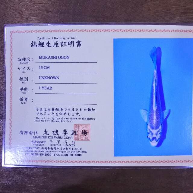 Mukashi ogon (Marusei) 15 cm. Import dan sertifikat