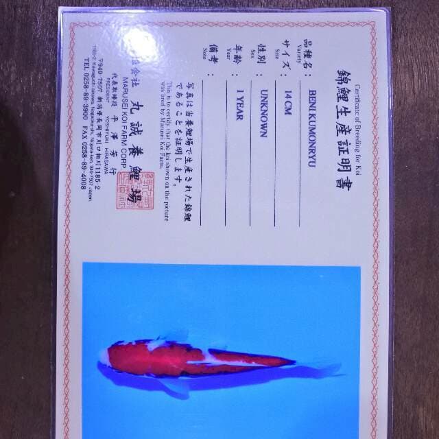 Beni kumonryu (Marusei) 14 cm.Import dan sertifikat
