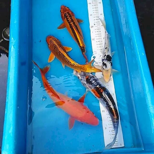 Mix 25-30cm