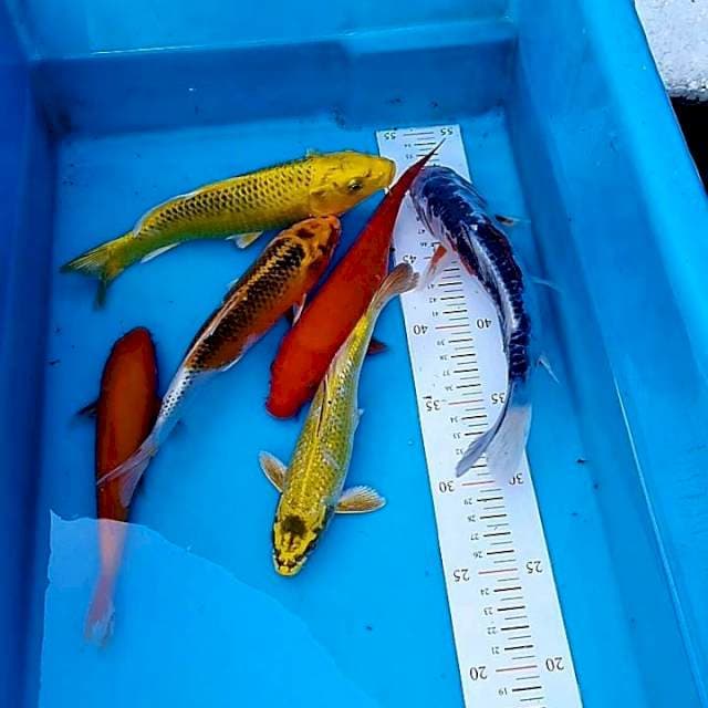 Mix 18-25cm