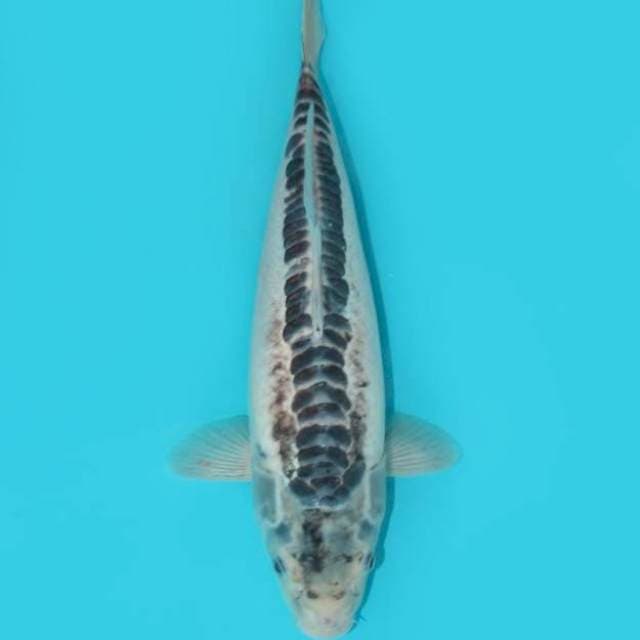 SHUSUI POLOS 37 CM