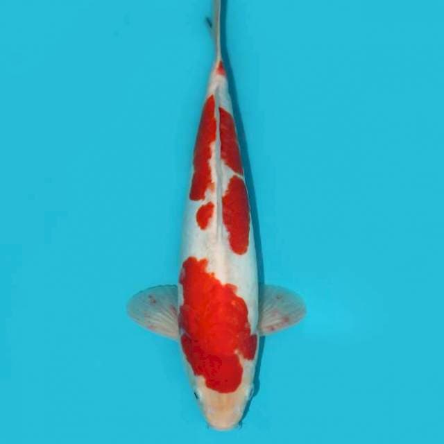 DOITSU KOHAKU 36 CM