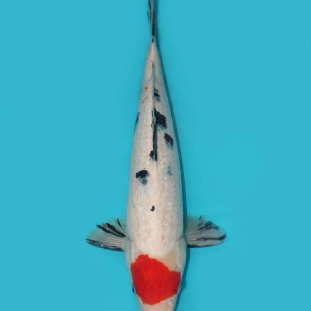 TANCHO SANKE 40 CM