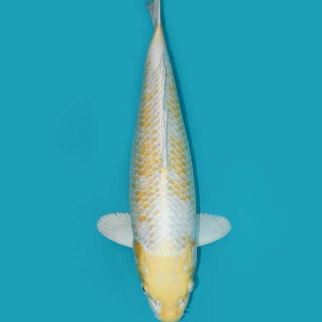 HARIWAKE 38 CM
