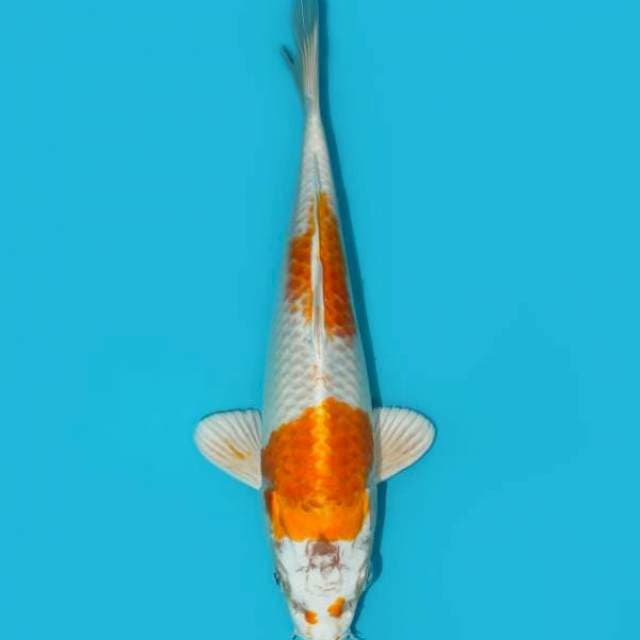 HARIWAKE 24 CM