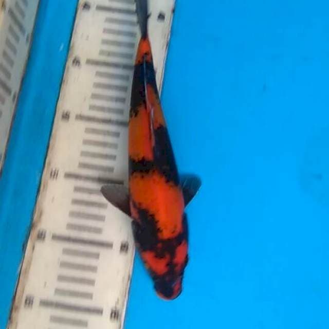 Utsuri 25cm