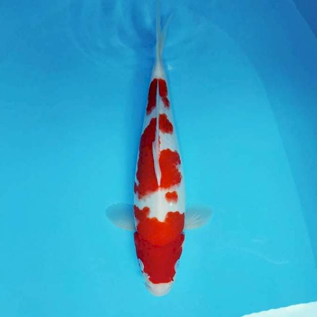 AISHITERU ~ KOHAKU ™