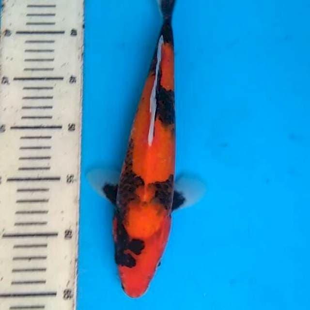 Hi showa 30cm