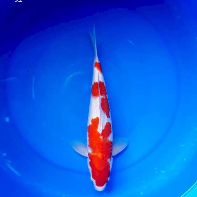 Kohaku