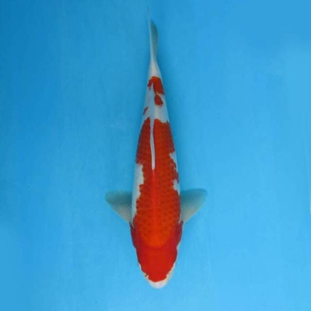 BKS ( kohaku F1 33 cm )