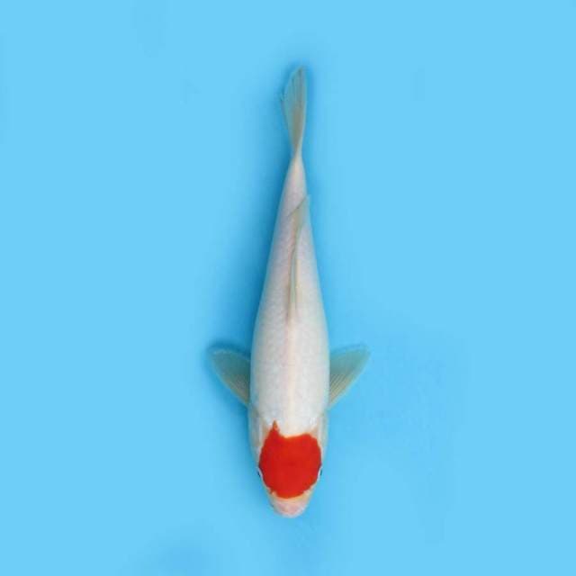 BKS ( tancho kohaku 30 cm )