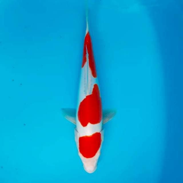 Kohaku