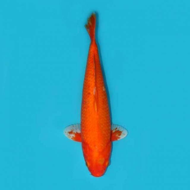 BENIGOI 35 CM