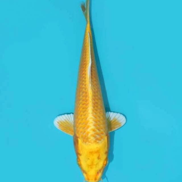 YAMABUKI OGON 25 CM