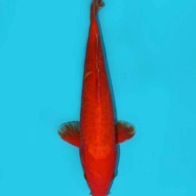 BENIGOI MERAH 24 CM