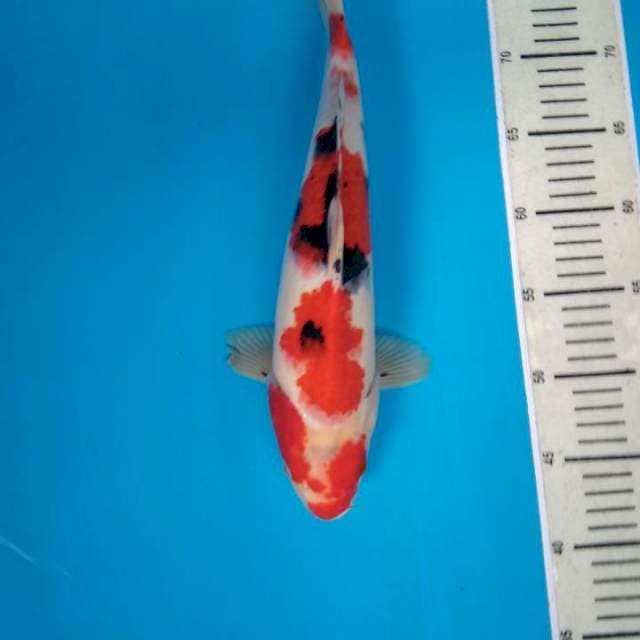 Sanke 34 cm