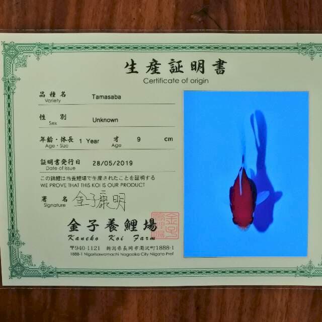 Tamasaba (kaneko) 9 cm. Import dan sertifikat