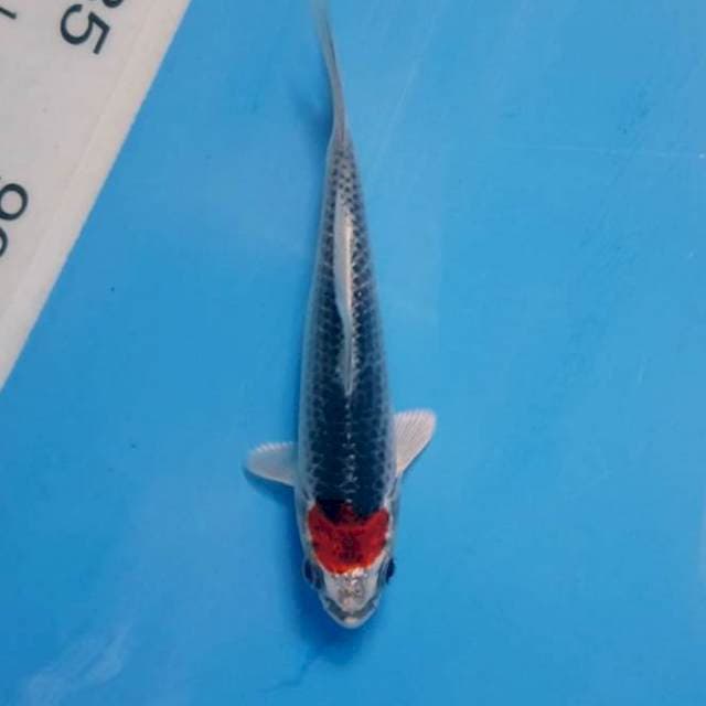 tancho kujaku f1 kaneko