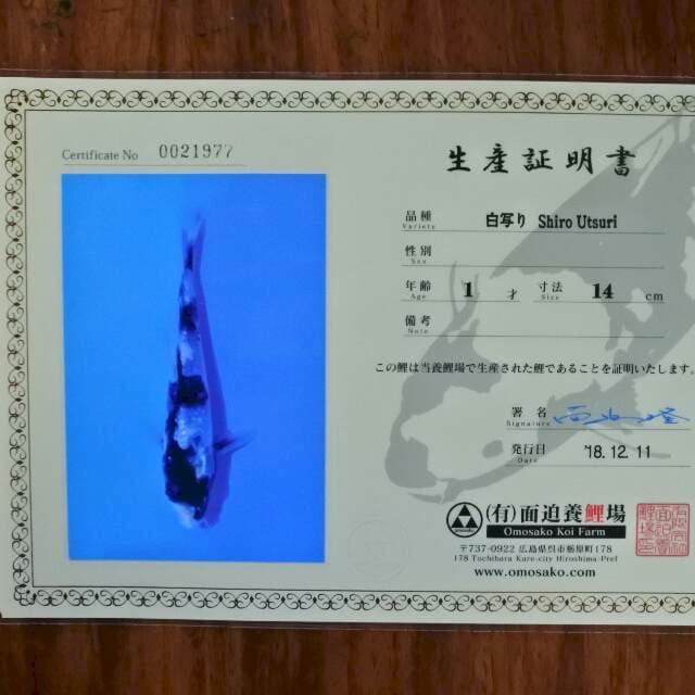 Shiro utsuri ( Omosako ) 14 cm. Import dan sertifikat