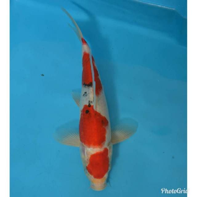 Sanke SUPER RED - 29cm