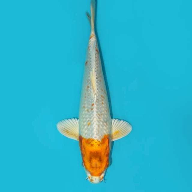 TANCHO HARIWAKE 27 CM