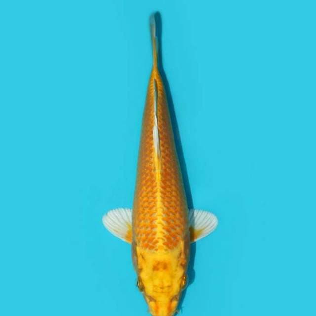 YAMABUKI OGON 24 CM