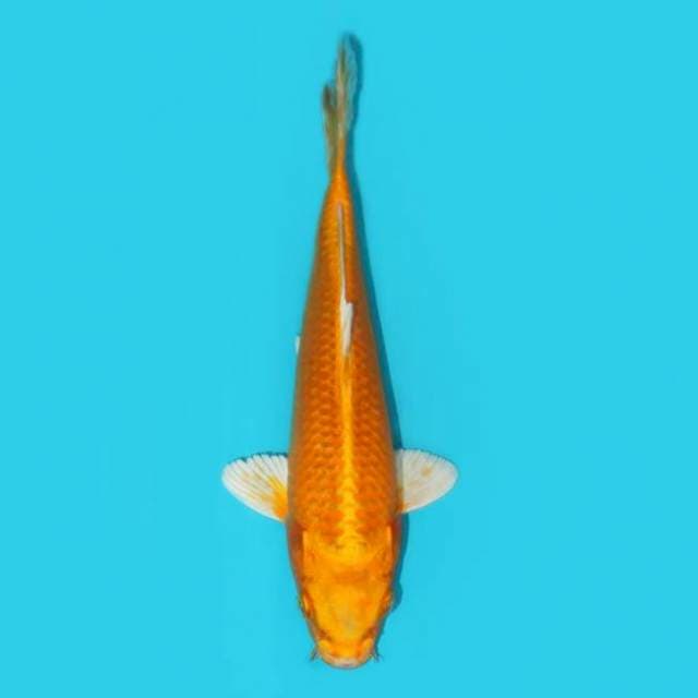 ORENJI OGON 25 CM