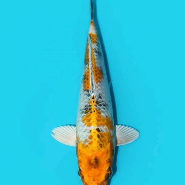 KIN KI SHOWA TATEGOI 23 CM