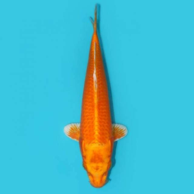 ORENJI_OGON 29 CM