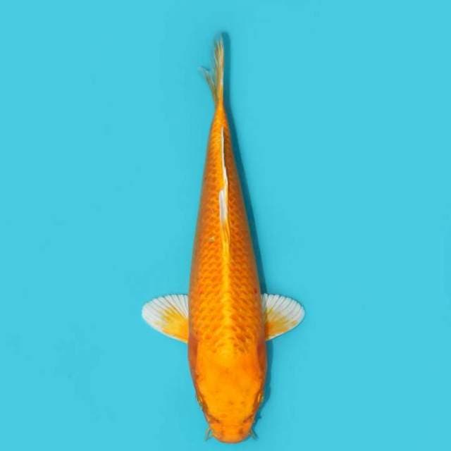 ORENJI OGON 30 CM